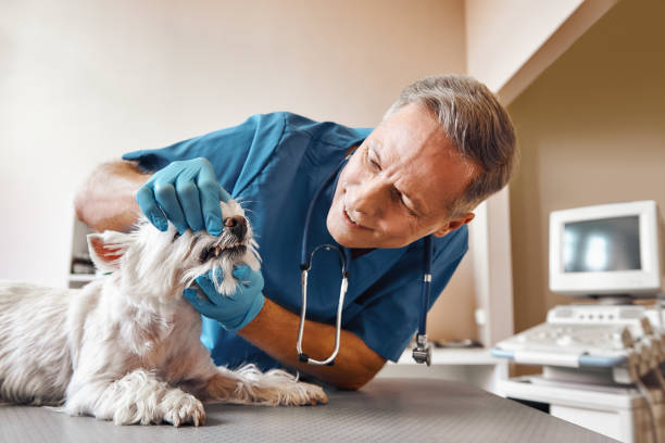 Best Walk-In Emergency Dentist in Mckeesport, PA
